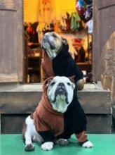 NEW!! コーデュロイアシメパーカー　EnglishBulldog