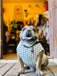 50's RetroTank English Bulldog