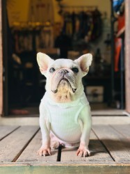 neck flower tank French Bulldog