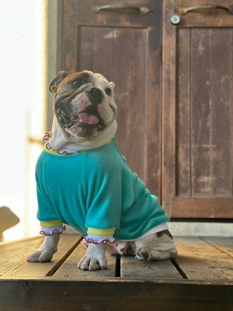 NEW!! RETRO Flower EnglishBulldog