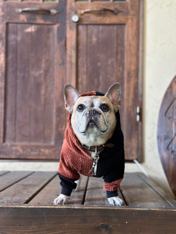 コーデュロイアシメパーカー　FrenchBulldog